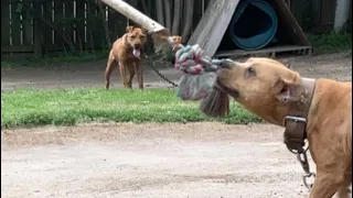 Grandma and Granddaughter 2023 video #pitbullsofficial #apbt #viral #shortsviral #pitbull #shorts