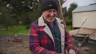 How To Prune and Stake Up A Young Persimmon Tree