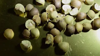 Mexican Jumping Beans