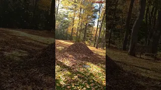 There’s something in the leaf pile…