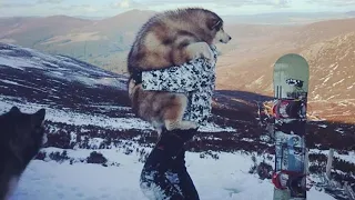 GIANT MALAMUTE FROM A TINY PUPPY | OUR FAVOURITE MEMORIES