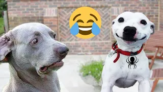 Funniest Animals Videos 2023 😁Best Funny Cute Dogs And Cats 😁Videos#65