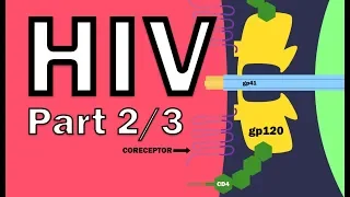 HIV Pathophysiology (2/3) - HIV Life Cycle