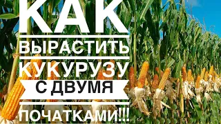 Как вырастить кукурузу с двумя початками!!!