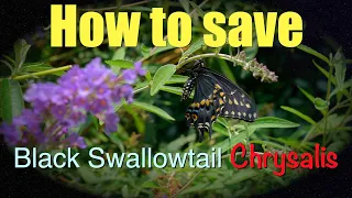 How to save a Black Swallowtail; Chrysalis
