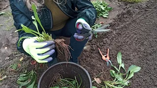 Обязательно делим и рассаживаем многолетнюю ромашку . Нивяники .