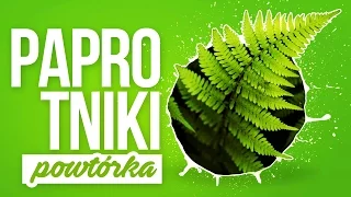 Paprotniki - skrzypy, widłaki, paprocie...wszystko! - Powtórka z biologii