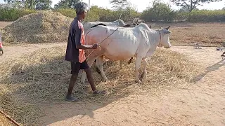 गांव में बैल से धान मिसाई(village Hervesting)