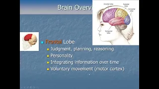 Cognitive Psychology - Cognitive Neuroscience Pt2 - A Brain Primer