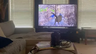 Cat Jumps Into TV After Trying To Catch Bird On Screen