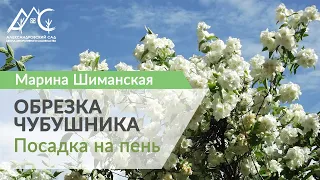 Обрезка чубушника: посадка на пень