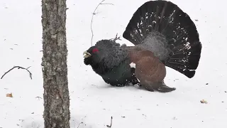 Видеосъёмка глухаря