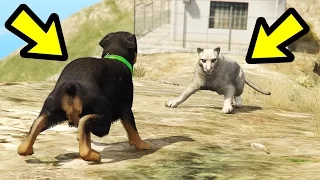 GTA 5 - Chop vs. Mountain Lion! (Who Survives?)