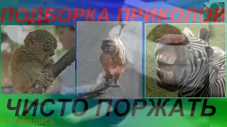 ПРИКОЛЫ 2021 | ЛУЧШИЕ ПРИКОЛЫ ржака до слез угар – ПРИКОЛЮХА