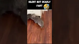 Silent but deadly fart, RIP😂😂 #shorts #animals #funny