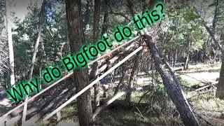 Can We Explain Bigfoot Tree Structures? Road trip part 1