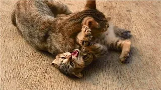 Angry mom cat fighting her two naughty kittens