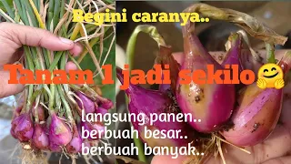 Tips menanam bawang merah. Cara menanam bawang di pot.