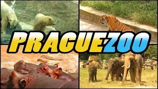 PRAGUE ZOO (4K)