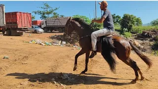 Feira de cavalos de canafístula de Frei Damião ás segunda. Alagoas