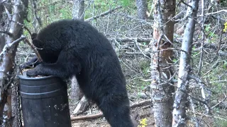 Anna takes down her first Saskatchewan Black Bear!