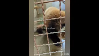 茶臼山動物園2014バレンタインイベント　風鈴ちゃんへリンゴのプレゼント（2024/2）