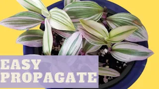 PROPAGATE TRADESCANTIA NANOUK WITH CUTTINGS | How to Propagate Tradescantia Nanouk Cuttings in Soil