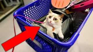 BUYING CAT ANYTHING IT TOUCHES!