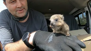 The rock hyrax  is a very unusual foundling.