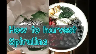 How to harvest Spirulina