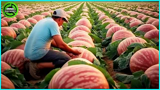 The Most Modern Agriculture Machines That Are At Another Level, How To Harvest Watermelon In Farm ▶7