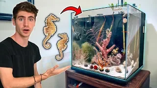 The ULTIMATE SEAHORSE TANK!! ... *NEW CORALS*