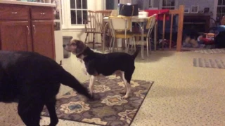 Precious, Chance and Begal Boy Anticipating Dinner - March 2017