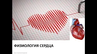 Лекция 12.  Физиология сердца