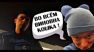 Во всем виновна кошка