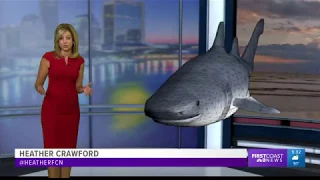 07/16/18  Two shark attacks just minutes apart in Fernandina Beach