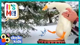Drumming Duck Has His Own Band! | Dodo Kids | It's Me!