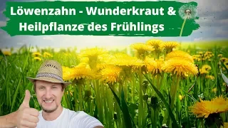 Löwenzahn Wunderkraut & Heilpflanze des Frühlings 👍 Nutze ihn!