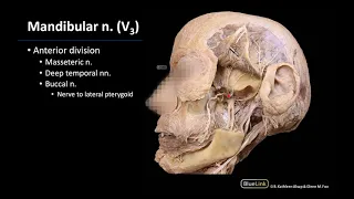 Infratemporal Fossa - Mandibular Nerve V3