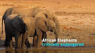 African elephants are now endangered with one species close to extinction