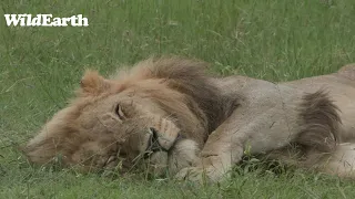 WildEarth - Sunrise Safari -  12 January 2024