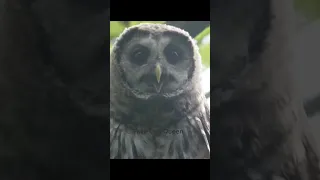 Super close up baby barred owl sounds #barredowl #babyowl #wildlifevideography #owls #owlsounds