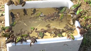 Capture large numbers of frogs in rice fields in Japan! [Observation]