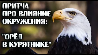 Орёл в курятнике/Притча про формирование самооценки и влияние окружения