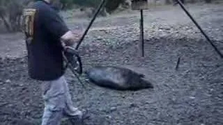 hog hunting 2