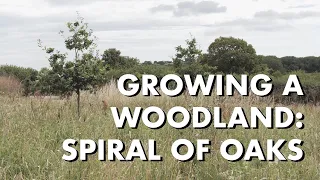 Growing a Woodland: Spiral of Oaks