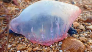 Portuguese Man O' War on Brighton Beach