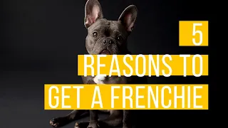 5 reasons why you should get a frenchie | This is why a french bulldog is the perfect dog