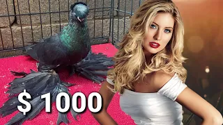 Каждому по $1000! Двухчубые голуби. Tauben. Pigeons. Palomas. Pombos. 비둘기.