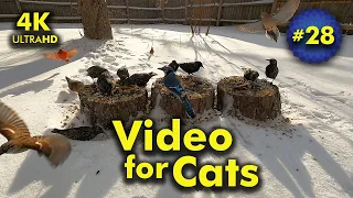 4K TV For Cats | Frosty Winter Day | Bird and Squirrel Watching | Video 28